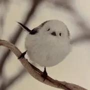 Hizuruの画像