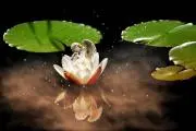 なおの画像