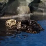 ちゃりの画像