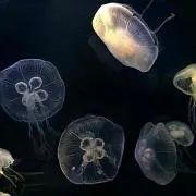 まるの画像