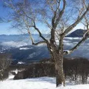 シュウ