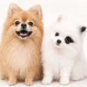 みぃの画像