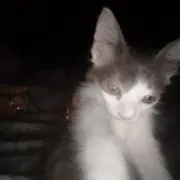 落の画像