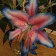 soyoの画像