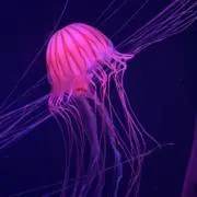 ほうれん草の画像