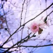 muuの画像