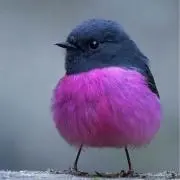 プリン