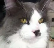 ダイの画像