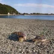 マサの画像
