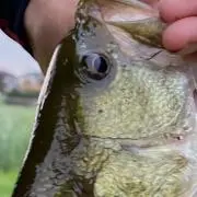 ひっくとじゃっく