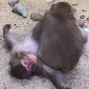 なんでもやさんの画像