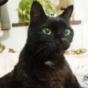 黒猫中の画像