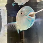 ももも太郎♡♡♡の画像