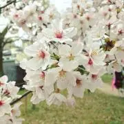 osaruの画像