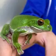 はまやらわ