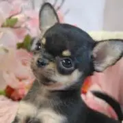 チワワ パパ