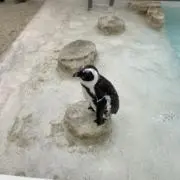 Sakamotoの画像