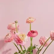 ぱチャ☆の画像