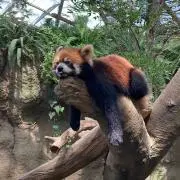 **ひまま**の画像