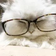 ジャマール
