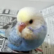 きるしゅばうむの画像