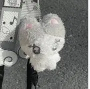 モクの画像