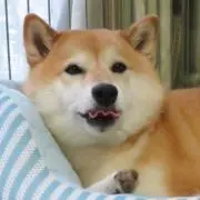 もけの画像