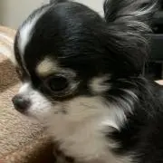 ムーの画像