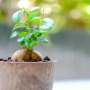 がじゅまるの画像