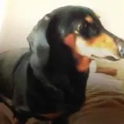 えび