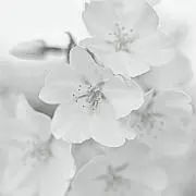 siの画像