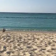 アネラの画像