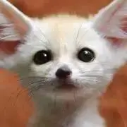 フェネックの画像