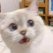 Kの画像