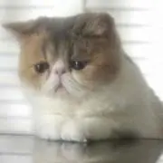 copaの画像