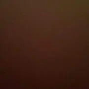 たぬき