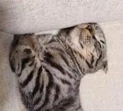 ねこびよりの画像