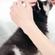 YUの画像