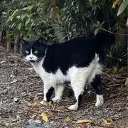 おはなの画像