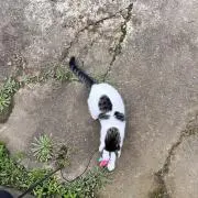 aりんごの画像