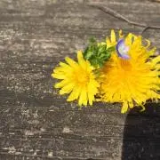 Hanaの画像