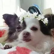 なおこあらの画像