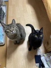 あやか