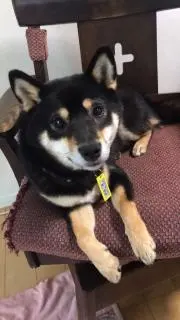 もんちゃんF