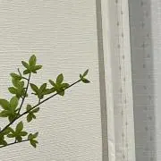 じぇねまるの画像