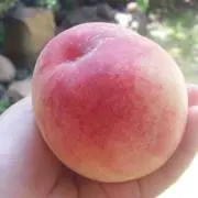 ももの画像
