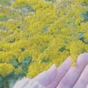 m✩︎⡱即購入の方ご優先の画像