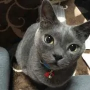 ボー