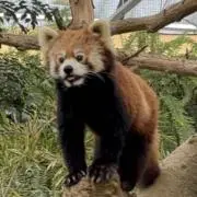 ぽ