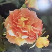 minirose